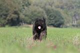 BOUVIER DES FLANDRES 090
